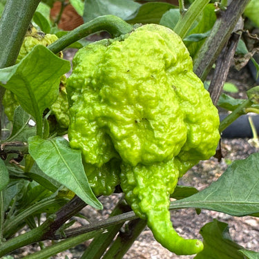 Moruga Trinidad Scorpion Pepper Seeds